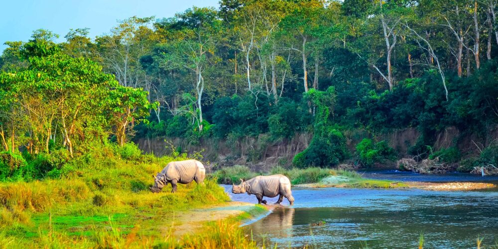 rhinoceros-chitwan-park-nepal